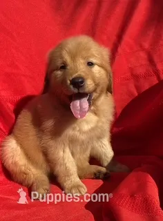 Buddy – Golden Retriever puppy for sale in Santa Ana, CA