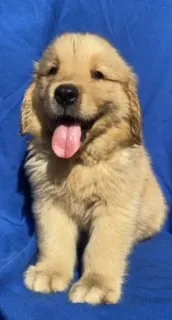 Hero – Golden Retriever puppy for sale in Santa Ana, CA