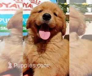 Max – Golden Retriever puppy for sale in Santa Ana, CA