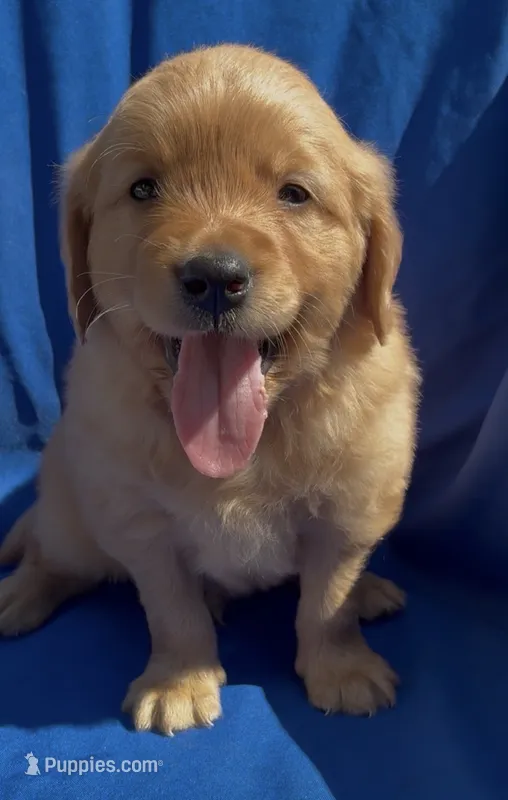 Cooper – Golden Retriever puppy for sale in Santa Ana, CA
