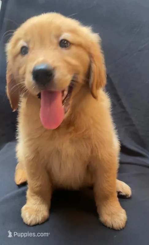 Diamond – Golden Retriever puppy for sale in Santa Ana, CA