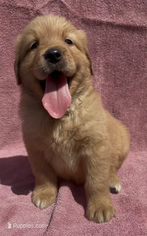 Duke – Golden Retriever puppy for sale in Santa Ana, CA