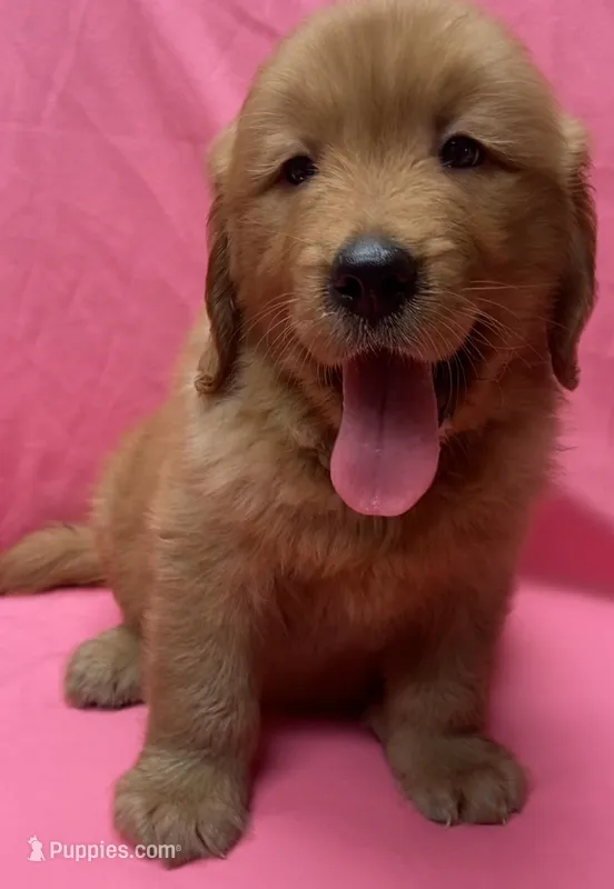 Diamond – Golden Retriever puppy for sale in Santa Ana, CA