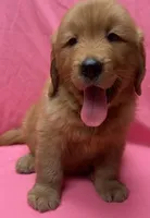 Diamond, a female Golden Retriever for sale in Santa Ana, CA – 1 of 1