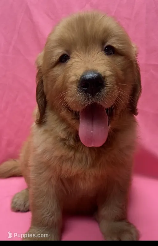 Daysi – Golden Retriever puppy for sale in Santa Ana, CA