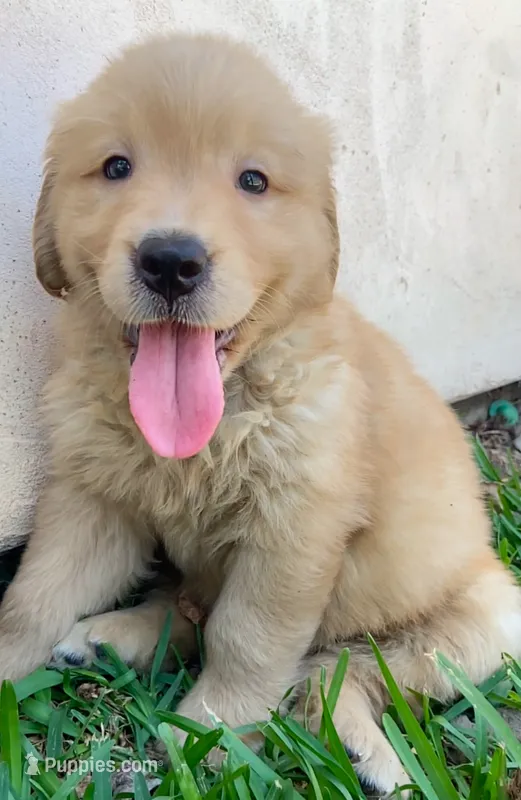 Snow white – Golden Retriever puppy for sale in Santa Ana, CA