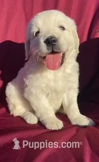 Duke – Golden Retriever puppy for sale in Santa Ana, CA