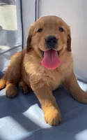 Bear girl, a female Golden Retriever for sale in Santa Ana, CA – 1 of 1