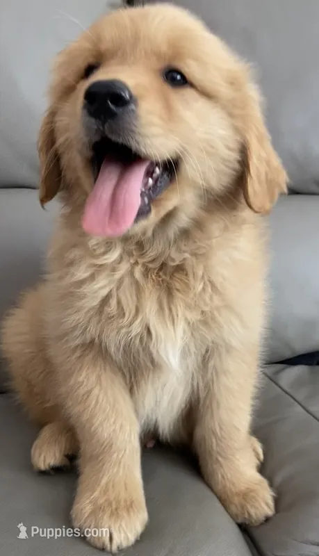 Princess – Golden Retriever puppy for sale in Santa Ana, CA