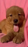 Ruby, a female Golden Retriever for sale in Santa Ana, CA – 1 of 1
