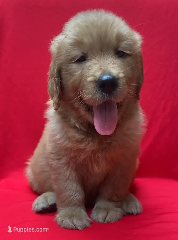 Buddy – Golden Retriever puppy for sale in Santa Ana, CA
