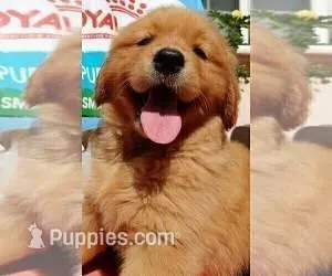 Max – Golden Retriever puppy for sale in Santa Ana, CA