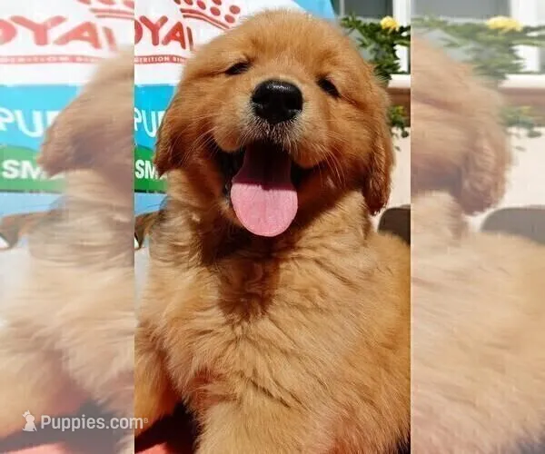 Max – Golden Retriever puppy for sale in Santa Ana, CA