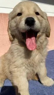 Max – Golden Retriever puppy for sale in Santa Ana, CA