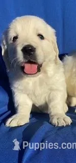 Max – Golden Retriever puppy for sale in Santa Ana, CA