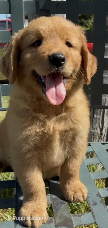 Max – Golden Retriever puppy for sale in Santa Ana, CA