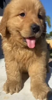 Mufasa – Golden Retriever puppy for sale in Santa Ana, CA