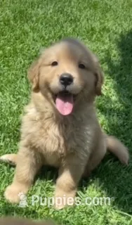 Bella – Golden Retriever puppy for sale in Santa Ana, CA