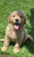 Bella, a female Golden Retriever for sale in Santa Ana, CA – 1 of 1