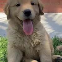 Princess, a female Golden Retriever for sale in Santa Ana, CA – 1 of 1