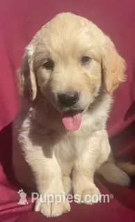 Buddy – Golden Retriever puppy for sale in Santa Ana, CA