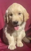 Snow white, a female Golden Retriever for sale in Santa Ana, CA – 1 of 1