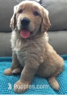 Mufasa – Golden Retriever puppy for sale in Santa Ana, CA