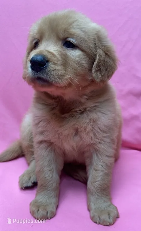 Bear girl – Golden Retriever puppy for sale in Santa Ana, CA