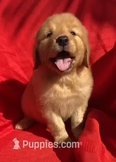 Max – Golden Retriever puppy for sale in Santa Ana, CA