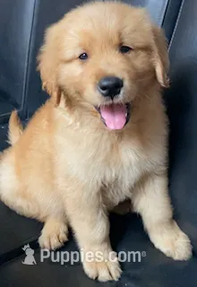 Penny – Golden Retriever puppy for sale in Santa Ana, CA