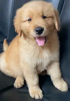 Penny, a female Golden Retriever for sale in Santa Ana, CA – 1 of 1