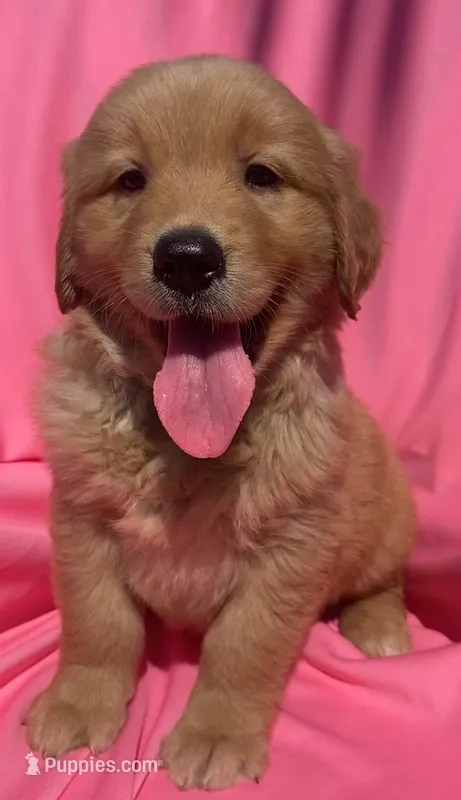 Nala – Golden Retriever puppy for sale in Santa Ana, CA