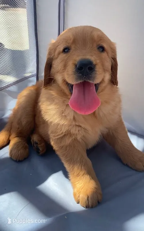 Ruby – Golden Retriever puppy for sale in Santa Ana, CA