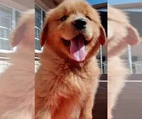 Honey, a female Golden Retriever for sale in Santa Ana, CA – 1 of 1