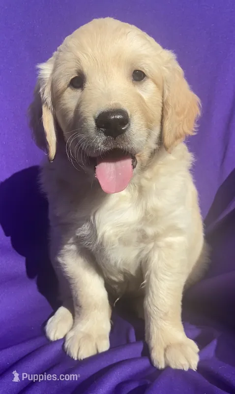 Diamond – Golden Retriever puppy for sale in Santa Ana, CA