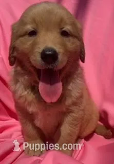 Bella – Golden Retriever puppy for sale in Santa Ana, CA
