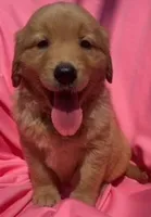 Bella, a female Golden Retriever for sale in Santa Ana, CA – 1 of 1