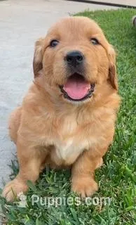 Cooper – Golden Retriever puppy for sale in Santa Ana, CA