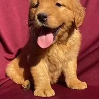Red Girl, a female Golden Retriever for sale in Santa Ana, CA – 1 of 1