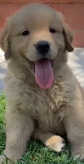 Honey – Golden Retriever puppy for sale in Santa Ana, CA