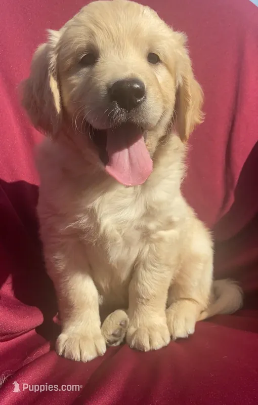 Princess – Golden Retriever puppy for sale in Santa Ana, CA