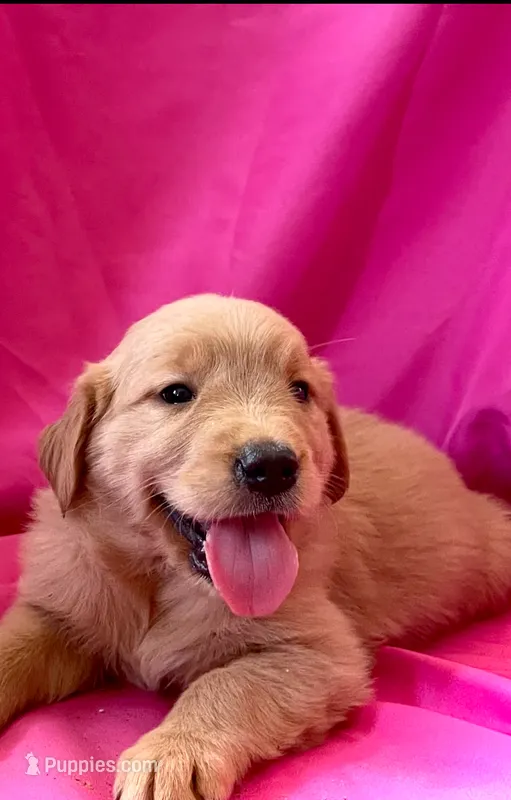 Diamond – Golden Retriever puppy for sale in Santa Ana, CA