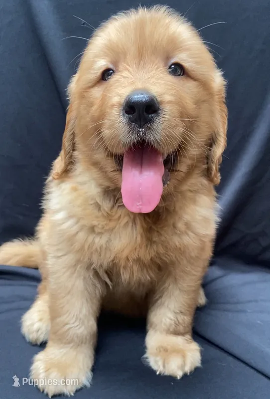 Buddy – Golden Retriever puppy for sale in Santa Ana, CA