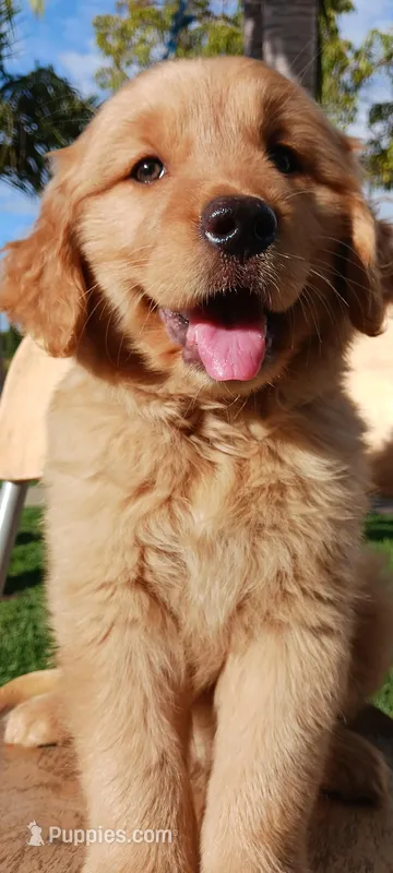 Nala – Golden Retriever puppy for sale in Santa Ana, CA