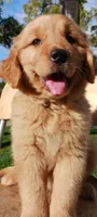Nala, a female Golden Retriever for sale in Santa Ana, CA – 1 of 1