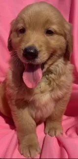 Bella – Golden Retriever puppy for sale in Santa Ana, CA