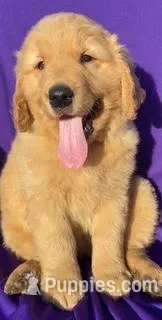 Ruby, a male Golden Retriever for sale in Santa Ana, CA – Photo 1 of 1