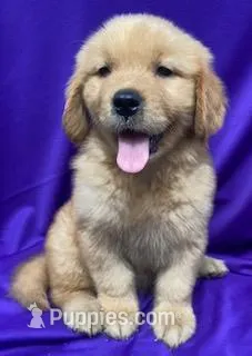 Ruby – Golden Retriever puppy for sale in Santa Ana, CA