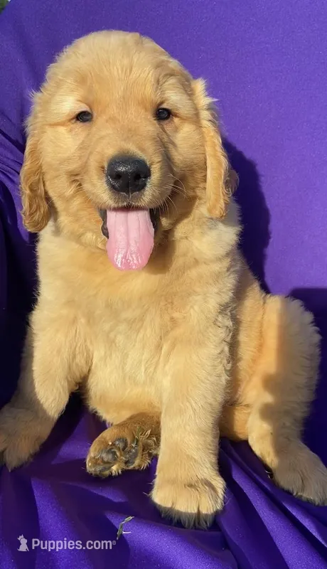 Ruby – Golden Retriever puppy for sale in Santa Ana, CA
