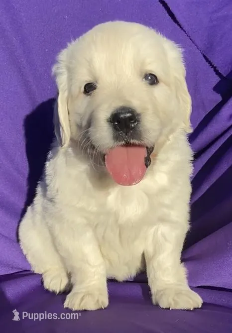 Ruby – Golden Retriever, English Cream Golden Retriever puppy for sale in Santa Ana, CA